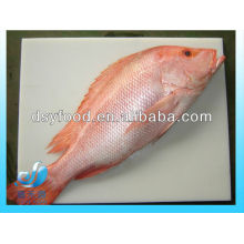 Pescado congelado de pargo rojo entero redondo IQF